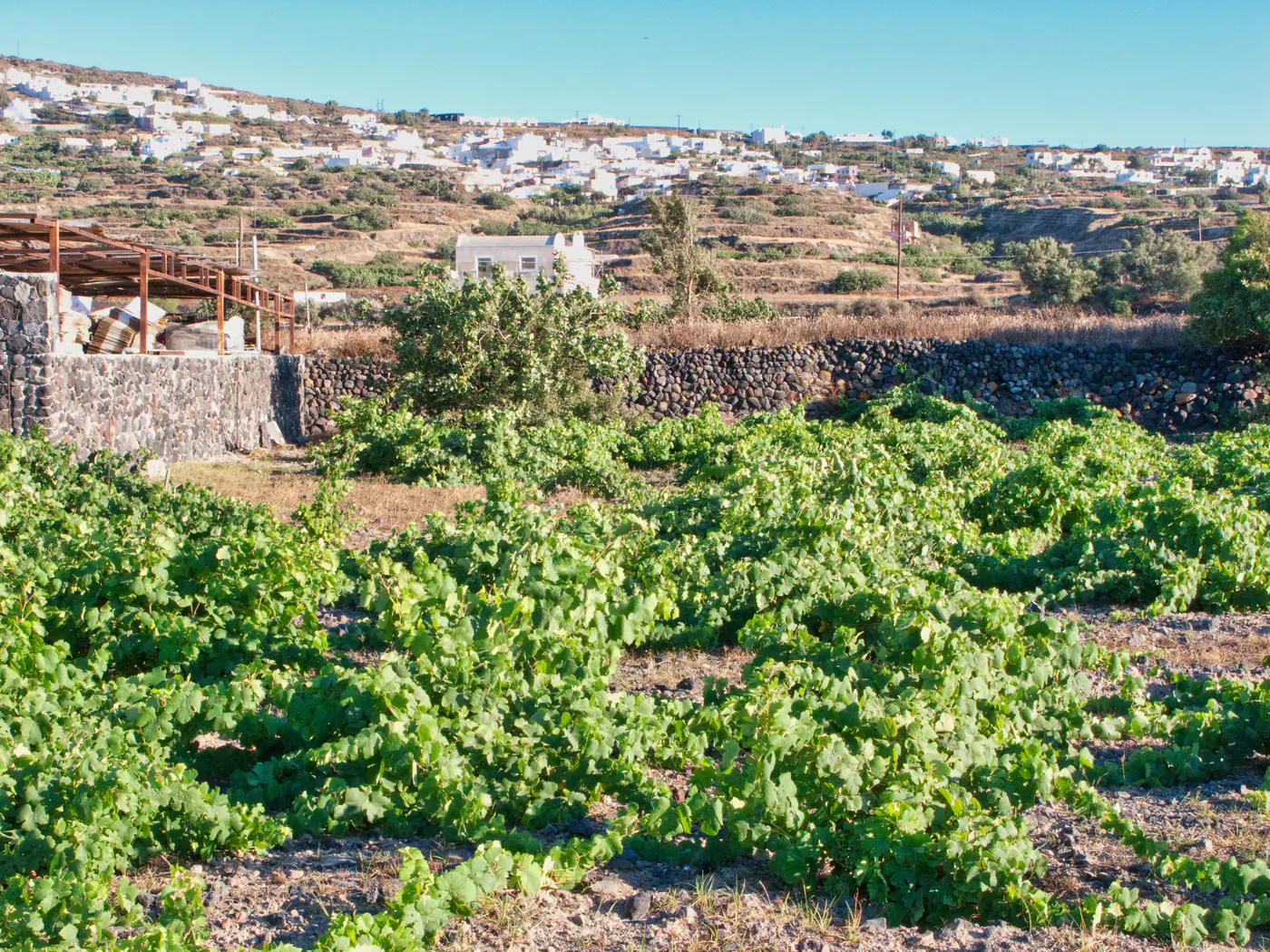 Vignes en terrasses et village blanc à Santorin